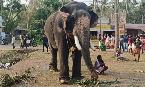 Kerala: गुरुवयूर मंदिर में हाथियों को छूने पर प्रतिबंध Kerala: गुरुवयूर मंदिर में हाथियों को छूने पर प्रतिबंध