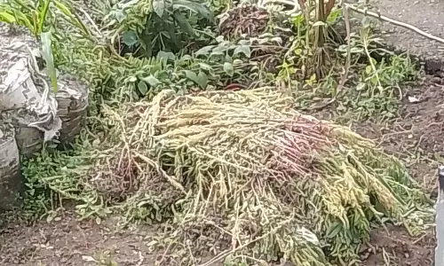 चौंकाने वाली घटना: Mangan में स्कूल शिक्षक की हत्या कर आंगन में दफनाया