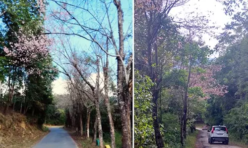 Nagaland: लोंगखुम चेरी ब्लॉसम फेस्टिवल 2024 की तैयारी कर रहा