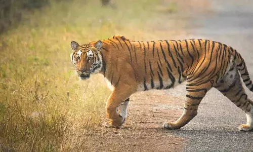 Nirmal के जंगलों में एक और बाघ घुसा, ग्रामीणों में दहशत Nirmal के जंगलों में एक और बाघ घुसा, ग्रामीणों में दहशत