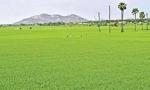 Karimnagar: रबी सीजन के लिए फसल योजना को अंतिम रूप दिया गया