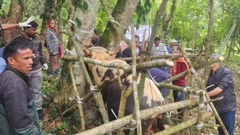 Arunachal : वैज्ञानिक मिथुन पालन पर पशु स्वास्थ्य जागरूकता शिविर आयोजित