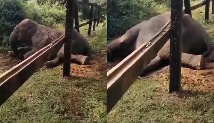 Wild elephant रेल की पटरी की बाड़ पर फंसा, वन विभाग ने जानवर को कराया मुक्त