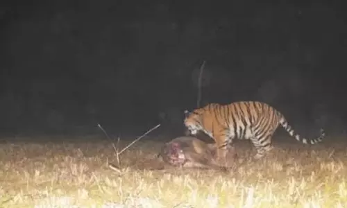 बाघिन की दस्तक से दहशत में लोग, वन अमला अलर्ट