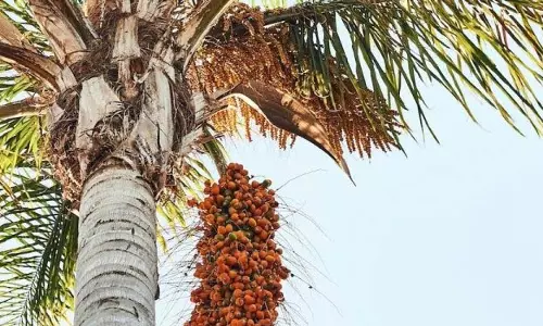 Sambalpur किसानों से कहा धान की बजाय पाम ऑयल की खेती करें