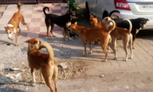 Haryana : हमारे पाठक क्या कहते हैं कुत्तों की बढ़ती आबादी चिंता का विषय Haryana : हमारे पाठक क्या कहते हैं कुत्तों की बढ़ती आबादी चिंता का विषय