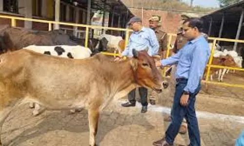 Lucknow: सूखा भूसा खाते मिले गोवंश, औचक निरीक्षण ने खोली गोशाला चालकों की पोल