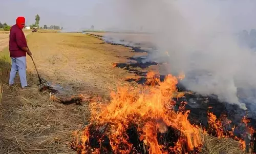 Punjab: पराली जलाने पर नंबरदार निलंबित