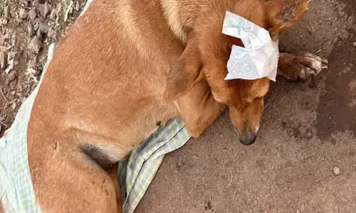 कुत्ते को बेरहमी से घसीटा, कार चालक पर FIR दर्ज