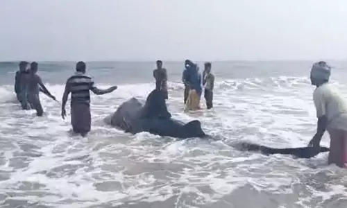 Odisha समुद्र तट पर विशाल शार्क देखी गई Odisha समुद्र तट पर विशाल शार्क देखी गई