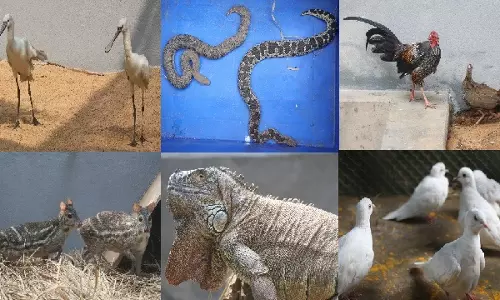 नंदनकानन Zoo ने हैदराबाद Zoo के साथ पशु विनिमय कार्यक्रम के दौरान नए मेहमानों का स्वागत किया नंदनकानन Zoo ने हैदराबाद Zoo के साथ पशु विनिमय कार्यक्रम के दौरान नए मेहमानों का स्वागत किया