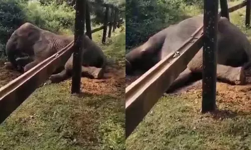 Wild elephant रेल की पटरी की बाड़ पर फंसा, वन विभाग ने जानवर को कराया मुक्त Wild elephant रेल की पटरी की बाड़ पर फंसा, वन विभाग ने जानवर को कराया मुक्त