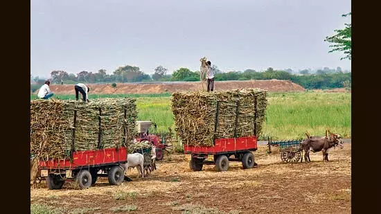 Punjab में गन्ने का दाम 10 रुपये प्रति क्विंटल बढ़ाया गया