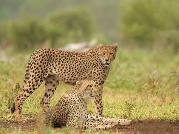 केंद्रीय मंत्री ज्योतिरादित्य सिंधिया ने Kuno National Park में चीता परियोजना के तहत उपलब्धियों की सराहना की