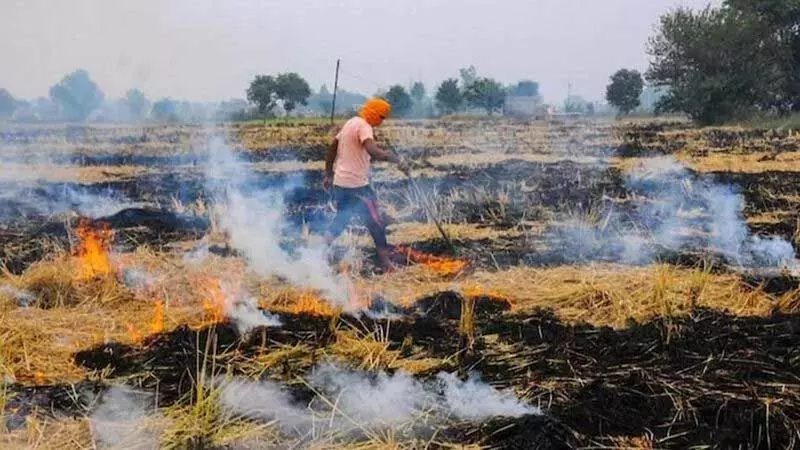 Haryana : राज्य ने खेतों में आग लगाने की घटनाओं में आधी कमी की