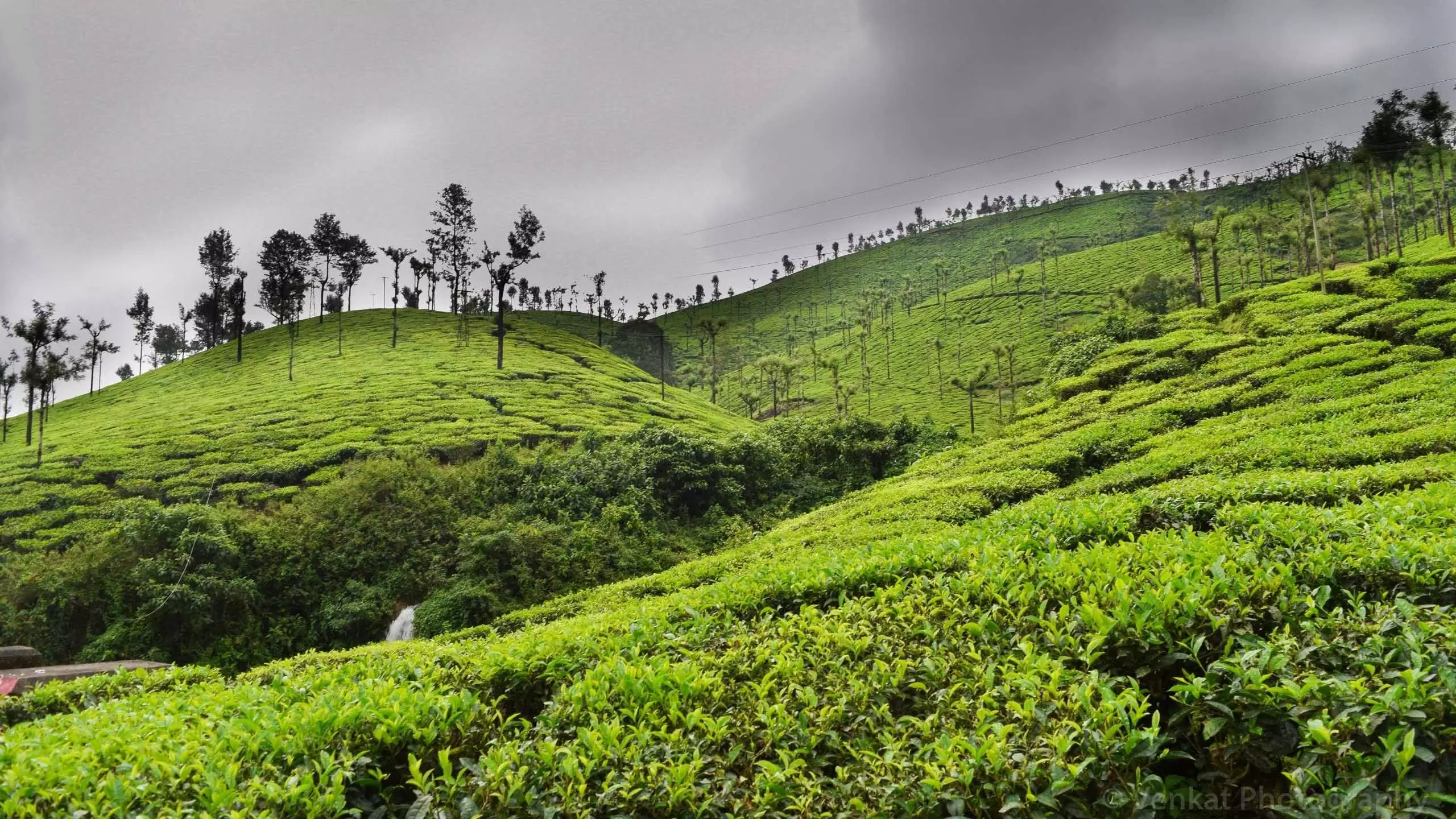 Assam : कछार जिले में ग्रीन टी उद्योग को बढ़ावा देने के लिए