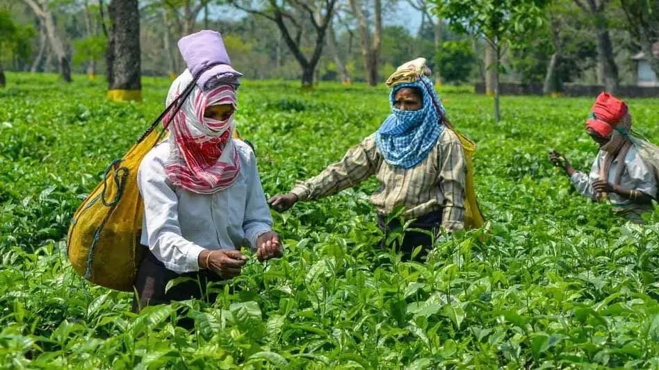 Assam के कछार उद्योग एवं वाणिज्य केंद्र ने चाय की खेती को बढ़ावा