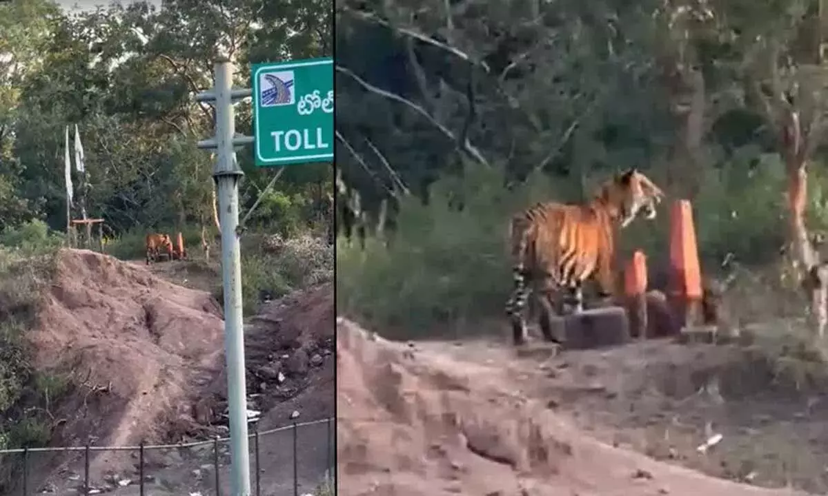 Eco-bridge पर बाघ की आह, आसिफाबाद में वाहन चालकों में दहशत