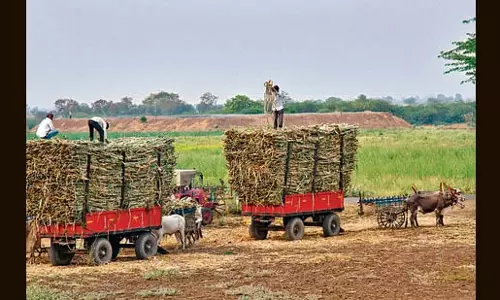 Punjab में गन्ने का दाम 10 रुपये प्रति क्विंटल बढ़ाया गया