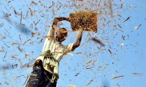 Odisha: बरगढ़ के किसानों ने अनाज की शुद्धता पर चिंता जताई Odisha: बरगढ़ के किसानों ने अनाज की शुद्धता पर चिंता जताई