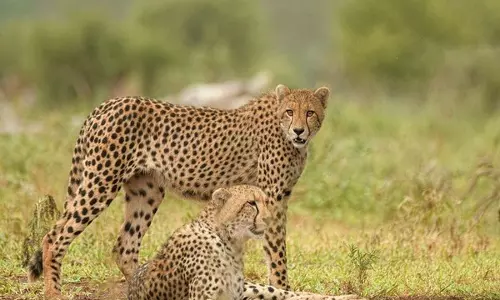 केंद्रीय मंत्री ज्योतिरादित्य सिंधिया ने Kuno National Park में चीता परियोजना के तहत उपलब्धियों की सराहना की