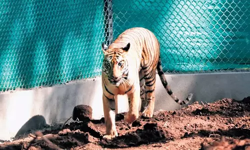 Odisha: बाघिन जीनत को सिमिलिपाल टाइगर रिजर्व के मुख्य क्षेत्र में छोड़ा गया Odisha: बाघिन जीनत को सिमिलिपाल टाइगर रिजर्व के मुख्य क्षेत्र में छोड़ा गया