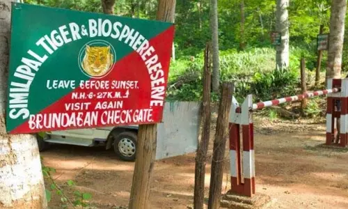 Odisha: ‘जमुना’ के बाद बाघिन ‘जीनत’ को सिमिलिपाल के जंगल में छोड़ा गया