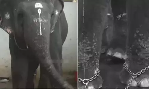 कुशी से तिरुचेंदुर देवनै.. लोहे का गेट खुला.. ओह, वह सफेद हाथी का पैर ?