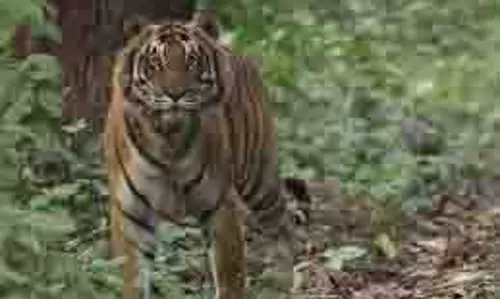 Shahdol: रिहायशी इलाके में घुसा बाघ, ग्रामीण दहशत में