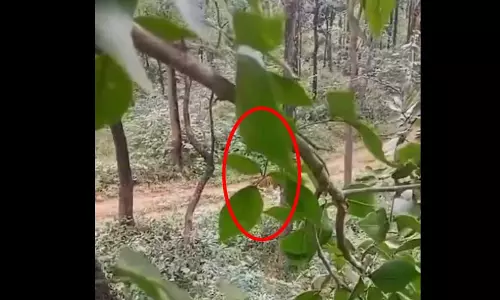 LIVE वीडियो: अचानक आ धमका बाघ, होशियारी दिखाकर ऐसे बचाई अपनी जान
