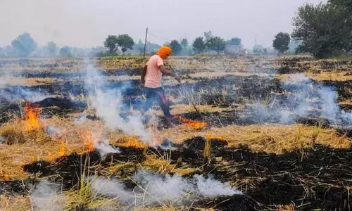 Haryana : राज्य ने खेतों में आग लगाने की घटनाओं में आधी कमी की