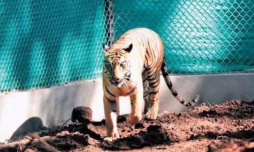 Odisha: बाघिन जीनत को सिमिलिपाल टाइगर रिजर्व के मुख्य क्षेत्र में छोड़ा गया
