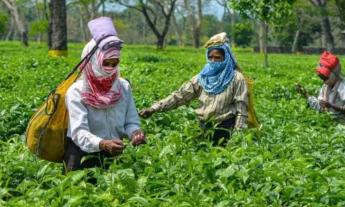 Assam के कछार उद्योग एवं वाणिज्य केंद्र ने चाय की खेती को बढ़ावा
