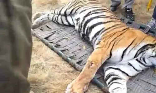 दहाड़ सुनकर दहशत में थे ग्रामीण, रिहायशी इलाके से बाघ को पकड़ा गया