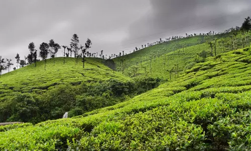 Assam : कछार जिले में ग्रीन टी उद्योग को बढ़ावा देने के लिए Assam : कछार जिले में ग्रीन टी उद्योग को बढ़ावा देने के लिए