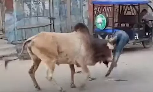 Jalalabad: सांड का सड़क पर जमकर उत्पात, हमले से 15 लोग घायल; मशक्कत के बाद पकड़ाया, देखें वीडियो