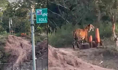 Eco-bridge पर बाघ की आह, आसिफाबाद में वाहन चालकों में दहशत