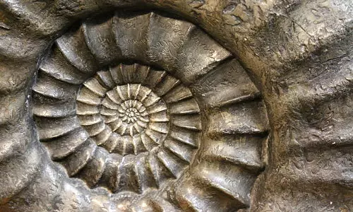 50 मिलियन वर्ष पुराना gastropod fossil चुराने वाला युवक पकड़ाया, निकला फाइव स्टार होटल का कर्मचारी