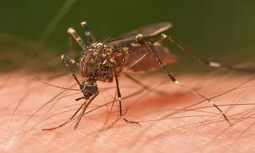 New Vaccine मलेरिया के विरुद्ध उच्च सुरक्षा प्रदान करेगा