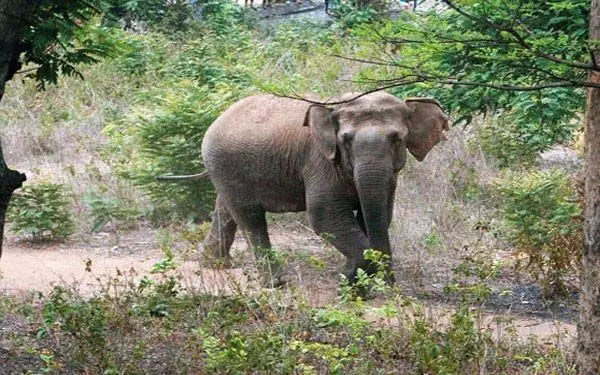 जंबो हमले में महिला की हालत गंभीर