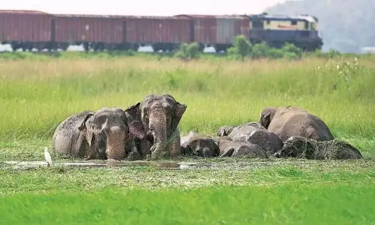 Assam : तेजपुर का हाथी गलियारा खतरे में संरक्षण की तत्काल मांग