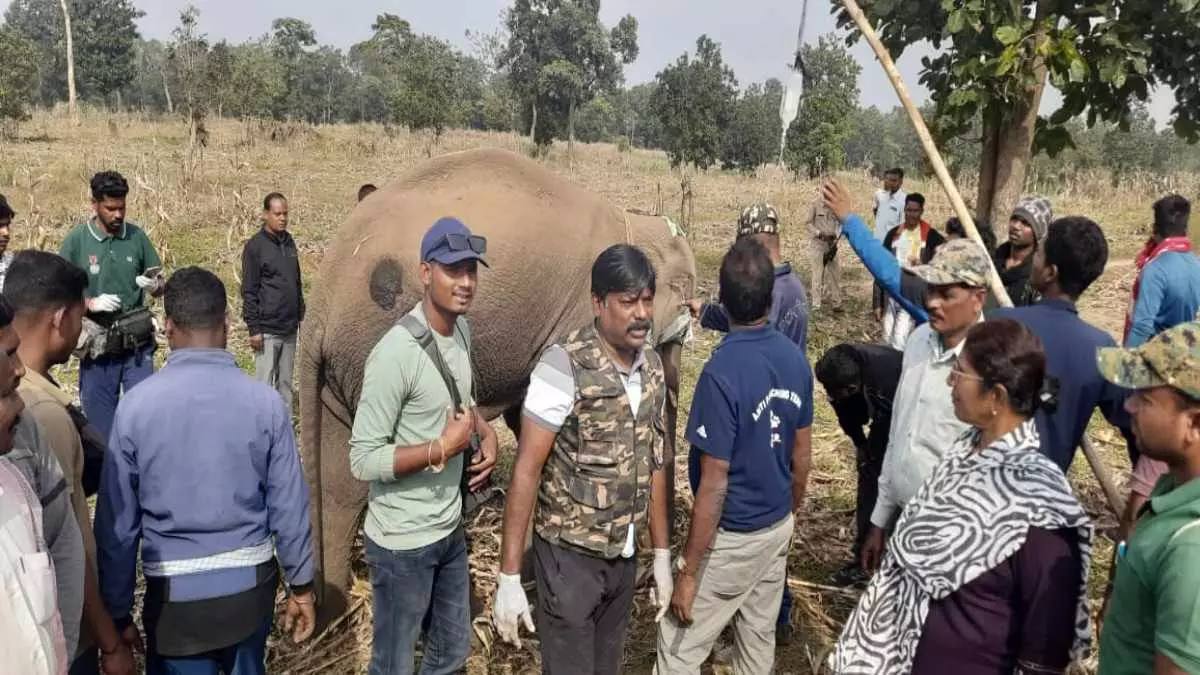 घायल नन्हे हाथी को रायपुर लाया जाएगा