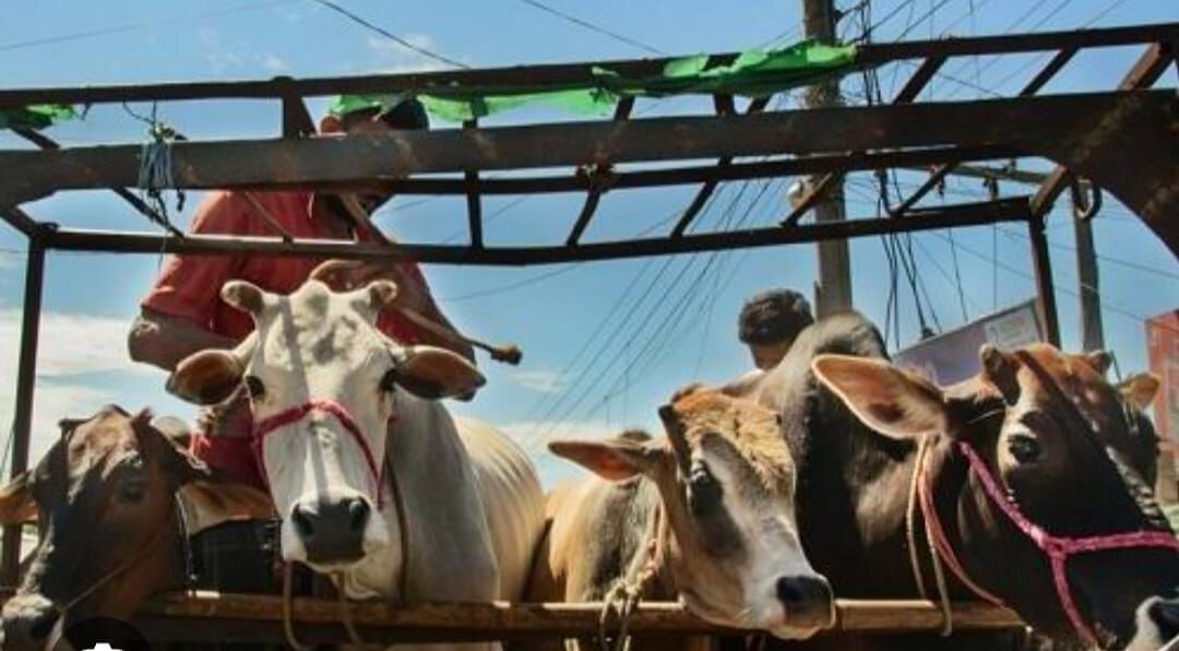 Major action: अवैध रूप से क्रूरतापूर्वक गौवंश परिवहन में प्रयुक्त वाहन किया राजसात