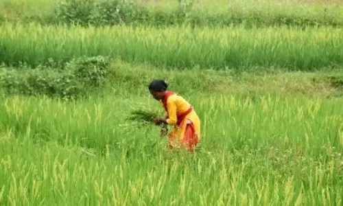 यूपी ने बनाया नया रिकॉर्ड, 2024-25 सीजन में 7.28 लाख टन से ज्यादा धान की खरीद