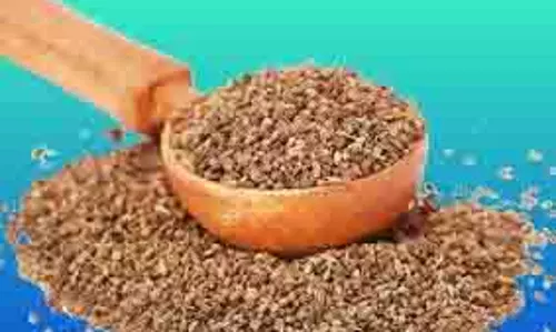 Health: सर्दियों में रामबाण है अजवाइन