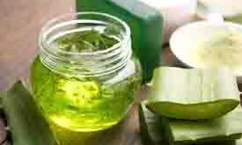 Skin Care:  रूखी त्वचा से निपटने के लिए  घर पर बनाए एलोवेरा बॉडी लोशन