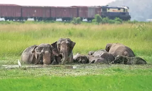 Assam : तेजपुर का हाथी गलियारा खतरे में संरक्षण की तत्काल मांग