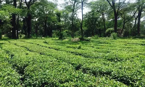 दो महीने से बारिश नहीं, जलवायु परिवर्तन से Kangra में चाय की खेती को खतरा