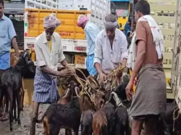 Kerala: बकरियां ढह गई.. नमक्कल बकरी बाजार में आए.. कार्तिक व्रत तीव्र