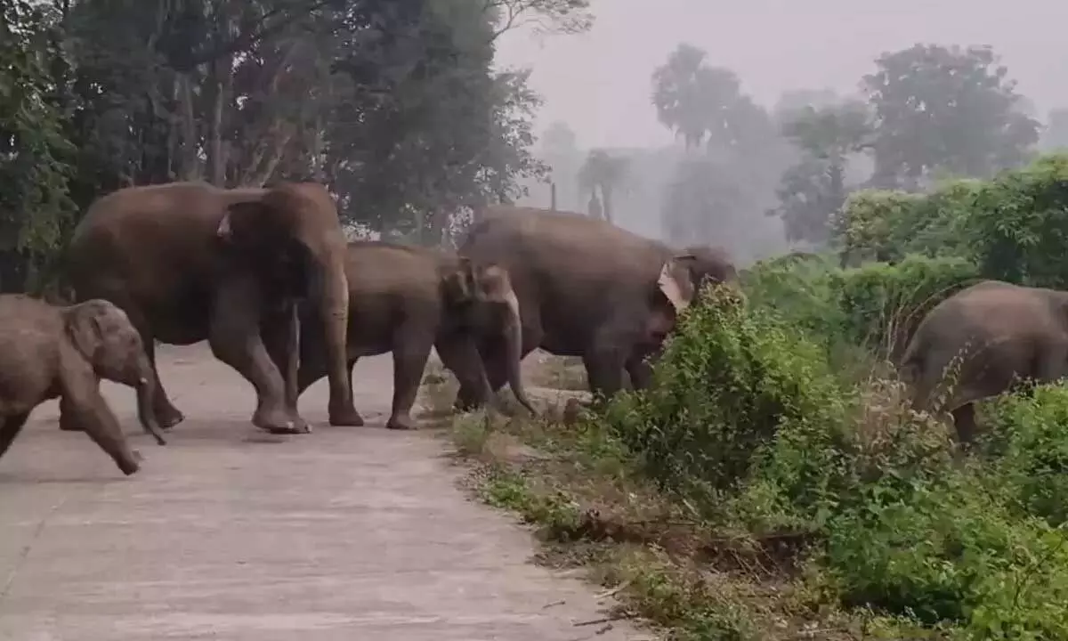 Odisha के जंगलों में 2,103 हाथियों की गई गिनती